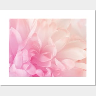 Blush Petals Posters and Art